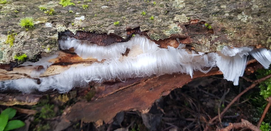 Eigulys miške užfiksavo itin retą reiškinį – ledo plaukus
