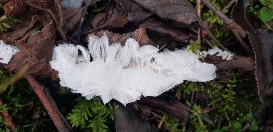 Eigulys miške užfiksavo itin retą reiškinį – ledo plaukus