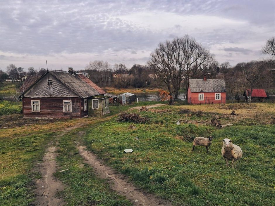 Gyventojai šiurpsta nuo pamatytų vaizdų: pievoje – leisgyvės avys