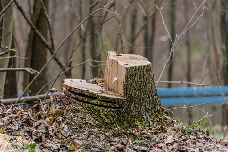 Kauno rajone draudžiama kirsti ir genėti medžius