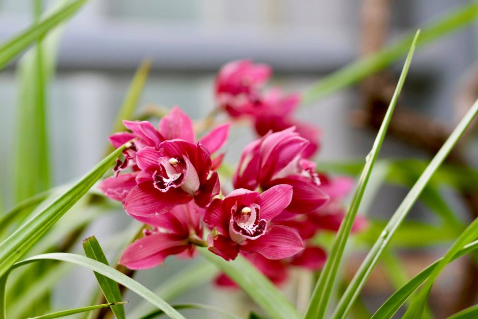 Kaip prižiūrėti, kad orchidėjos savo žiedais džiugintų visus metus?