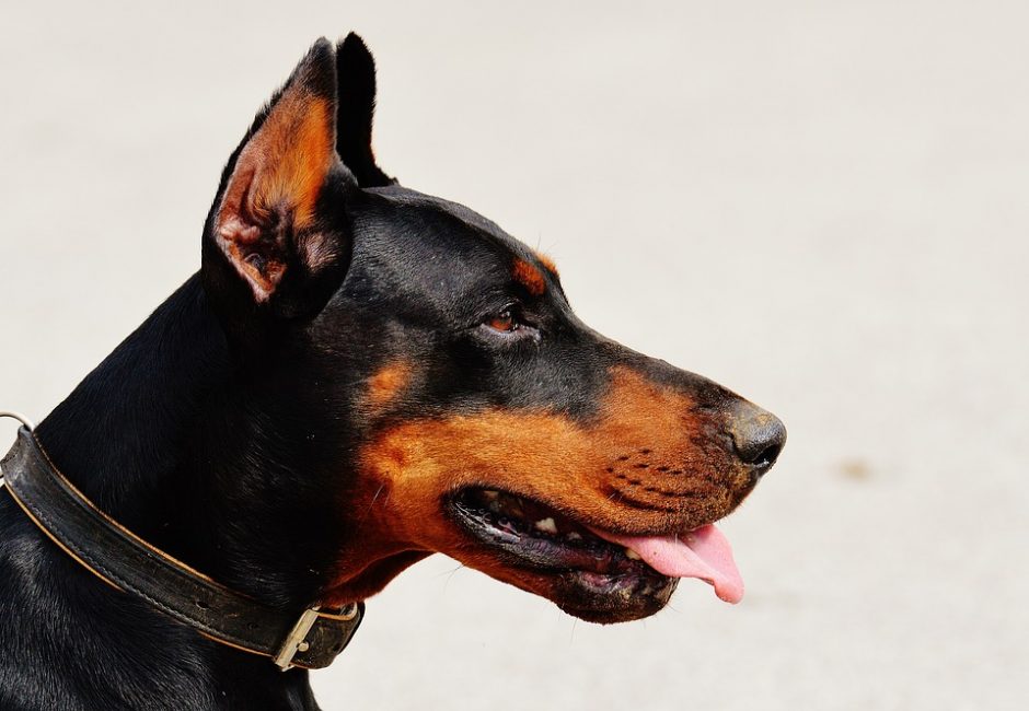 Šuns uodegos trumpinimas gali turėti įtakos gyvūno bendravimui su šeimininku
