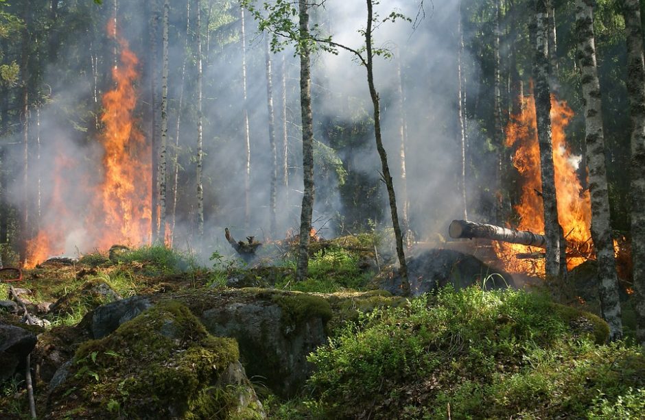 ES subūrė lėktuvų grupę: kovos su miškų gaisrais