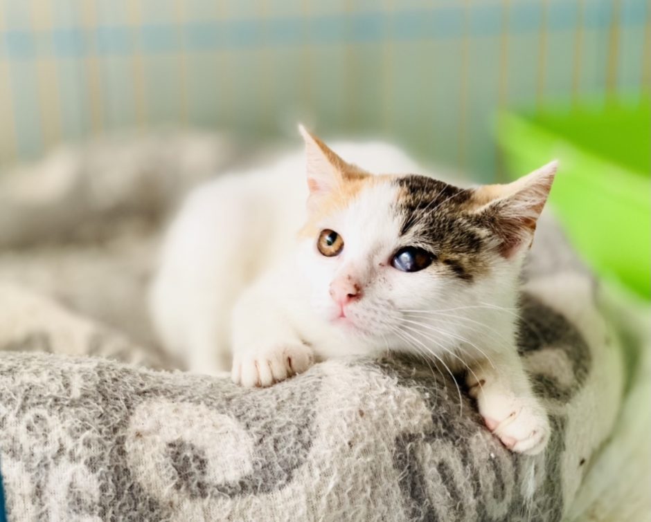 Gyvūnų globėjai šaukiasi pagalbos: mažiems kačiukams stinga maisto ir namų