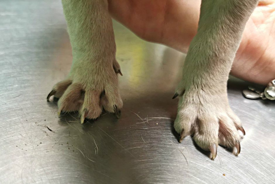 Sprendimas paliko be amo: iš daugyklos paimti šuniukai grąžinti skriaudėjams