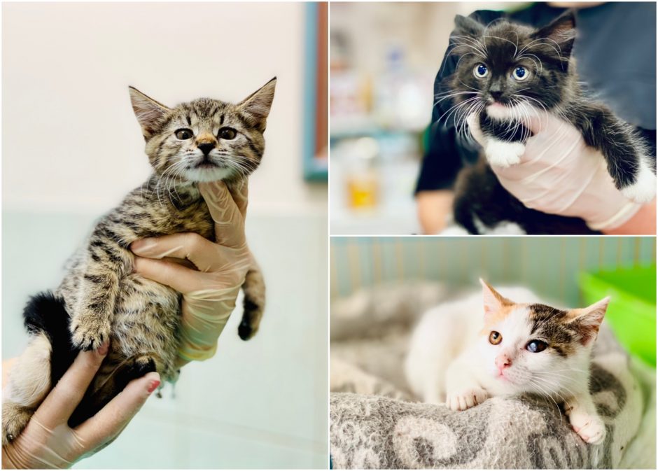 Gyvūnų globėjai šaukiasi pagalbos: mažiems kačiukams stinga maisto ir namų
