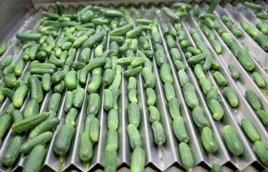 Tik kartą per metus: į stiklainius – 1 200 tonų agurkų