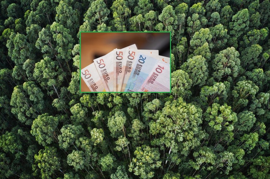 Valstybinių miškų urėdija pirmą pusmetį uždirbo rekordinį pelną