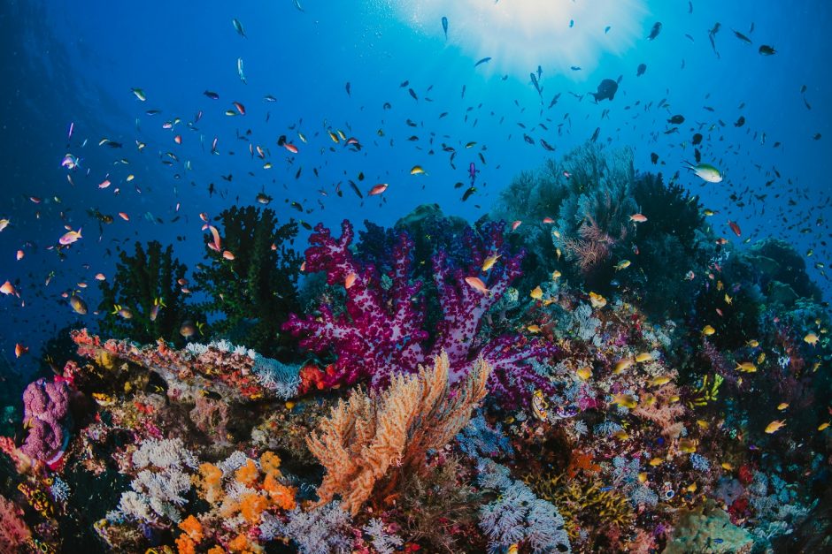 Seišelių salų rifuose aptikta mokslui nežinomų augalų ir gyvūnų rūšių
