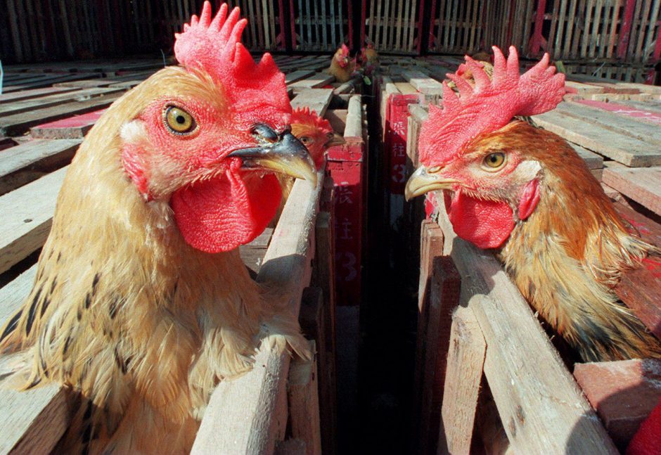 VMVT perspėja naminių paukščių augintojus: rudenį išaugs paukščių gripo rizika