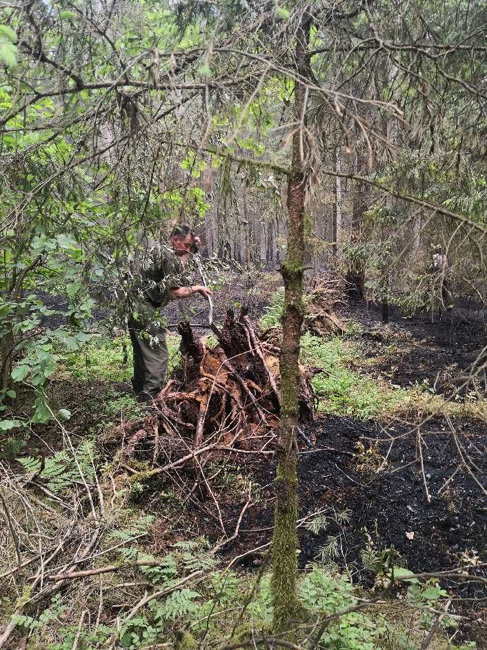 Prienuose per gaisrą išdegė daugiau nei trys hektarai miško