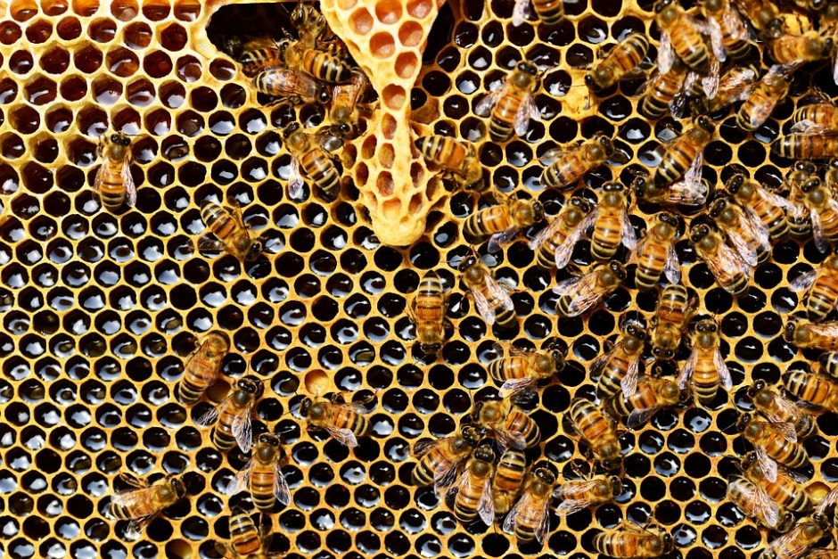Prienų rajone suniokoti aviliai: sunaikinta dešimt bičių šeimų
