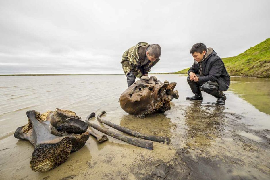 Sibiro ežere rasti gerai išsilaikę mamuto griaučiai