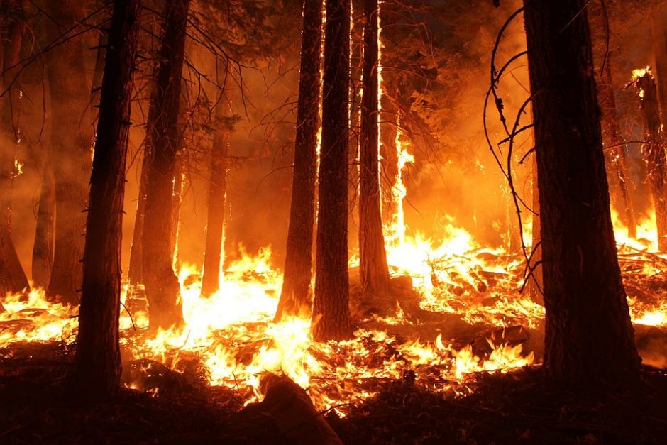 Karščio alinamoje Graikijoje siautėja miškų gaisrai