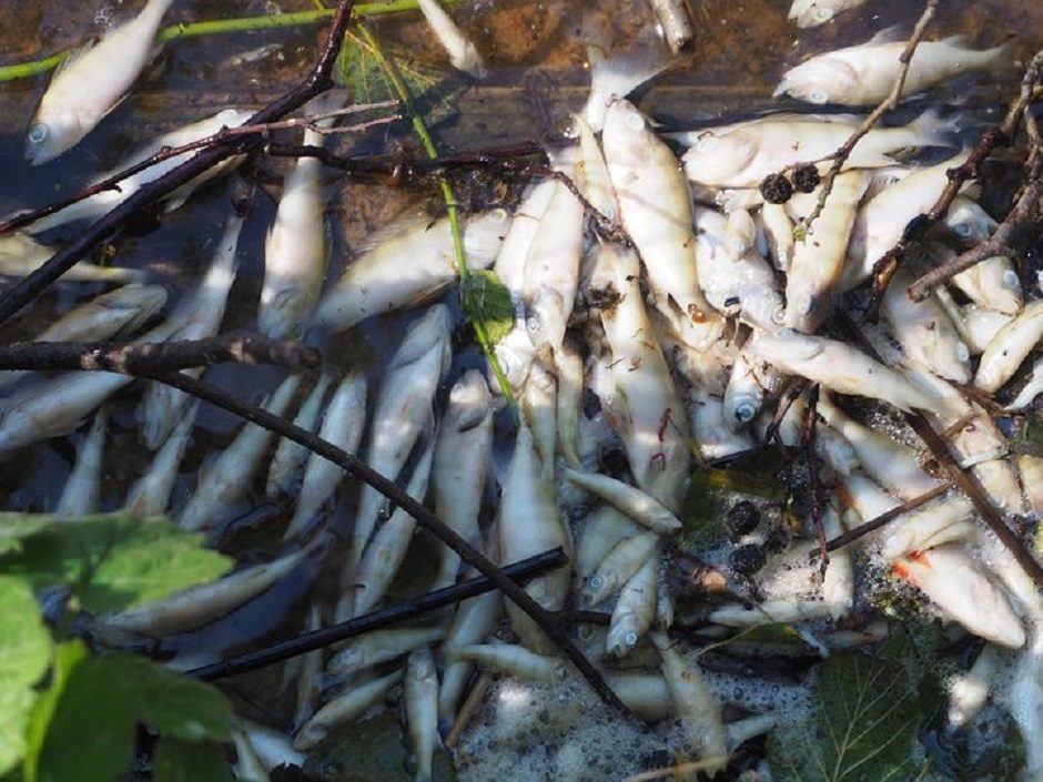 Deguonies stygius Kalotės ežere pražudė žuvis