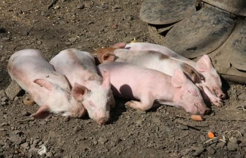 AKM toliau plinta kiaulių ūkiuose