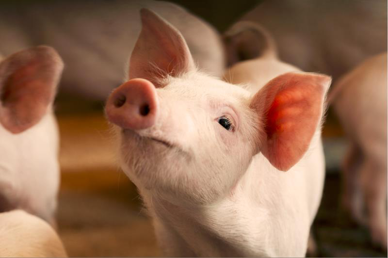 Kiaulių laikytojams – kompensacijos biologinio saugumo priemonėms įsigyti