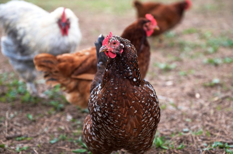 VMVT: paukščių gripas dar nesitraukia, augintojai turi išlikti budrūs