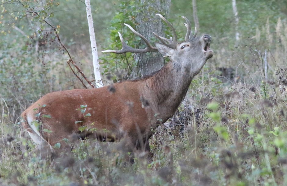 Lietuvos miškuose – reta galimybė išgirsti elnių baubimą 