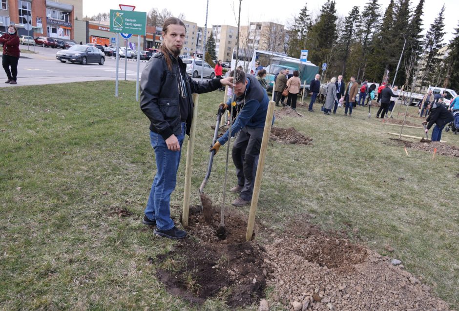 Prieš Velykas pakaunėje pasodinta Sūduvos ąžuolų alėja