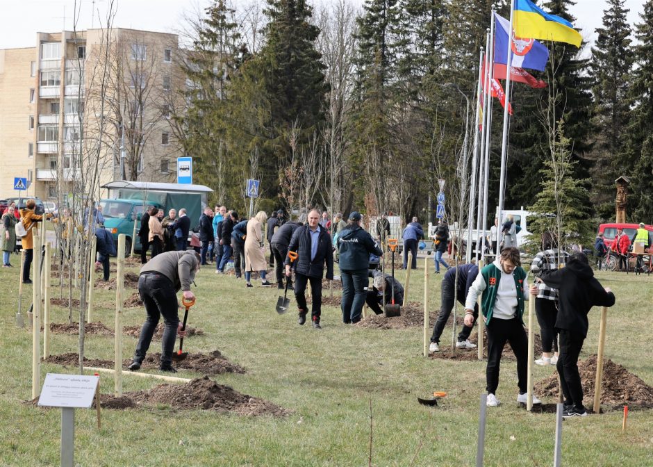 Prieš Velykas pakaunėje pasodinta Sūduvos ąžuolų alėja