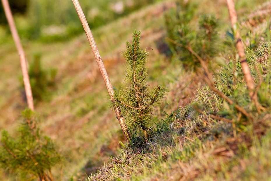 Aplinkos ministerija: norintiems sodinti mišką – mažiau popierizmo
