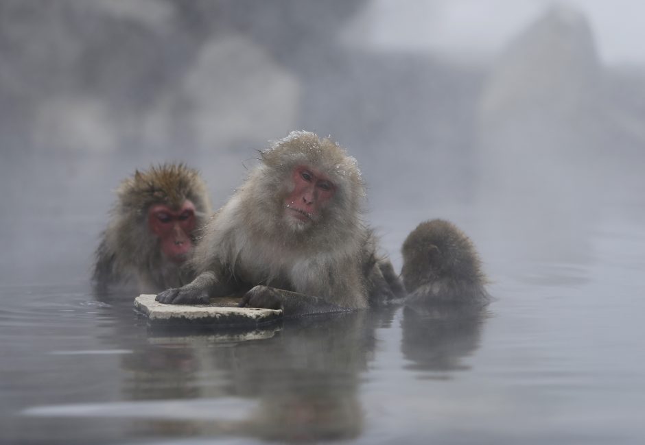 Zoologijos sodas beždžiones šildo baseine 