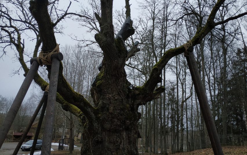Lūžus Stelmužės ąžuolo šakai, specialistai vertina kitų medžio šakų būklę