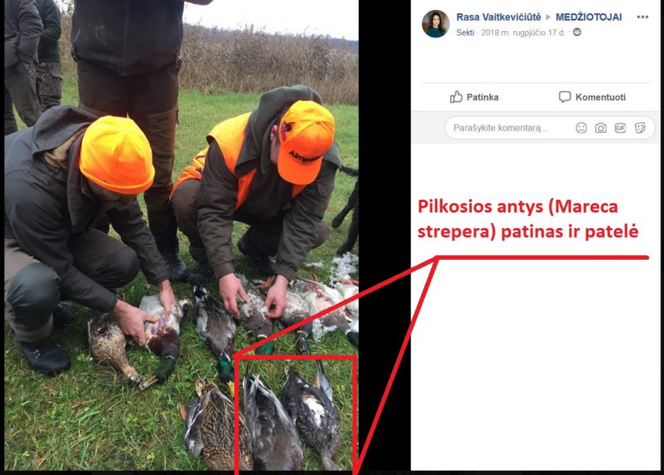 Viceministrė R. Vaitkevičiūtė dalyvavo medžioklėje, kurioje nušautos saugomos antys?