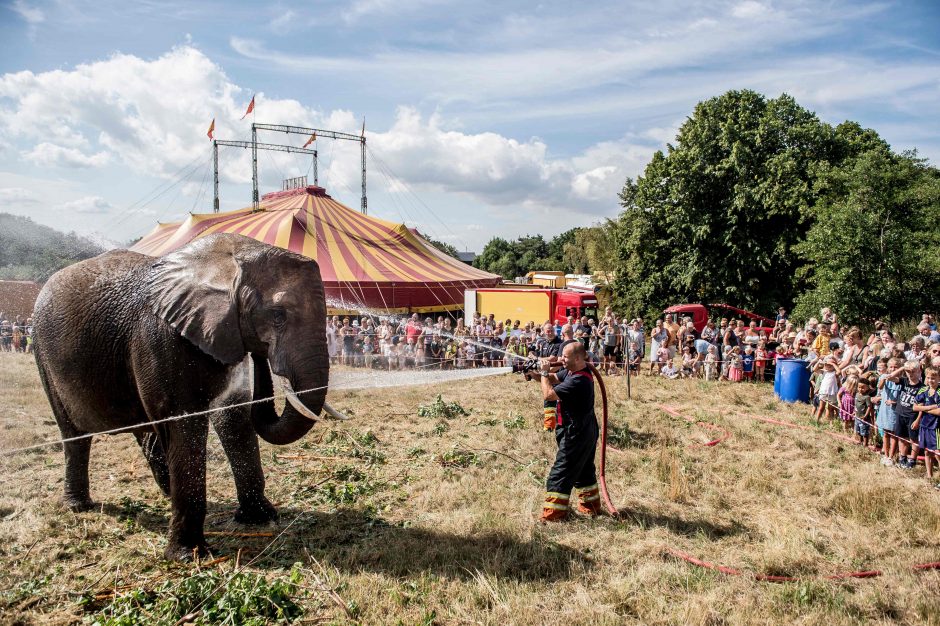 Danija išleis į užtarnautą poilsį savo paskutiniuosius keturis cirko dramblius