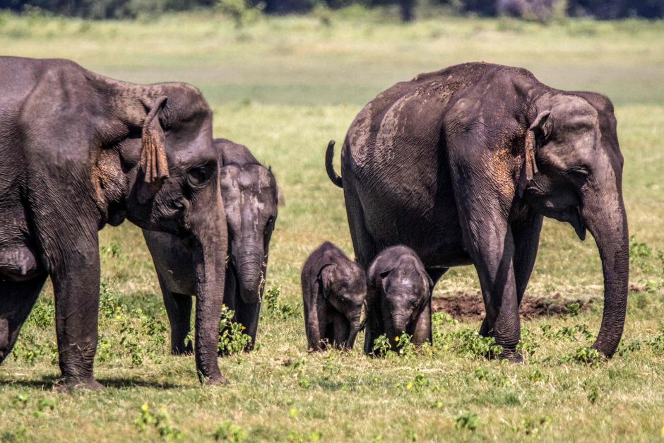 Retenybė: Šri Lankoje dramblė atsivedė dvynukus