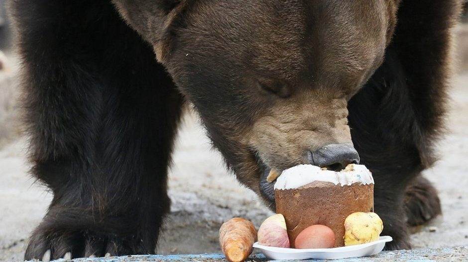 Štai kas nutinka išsiblaškius: lokys surijo dešimtis keksiukų