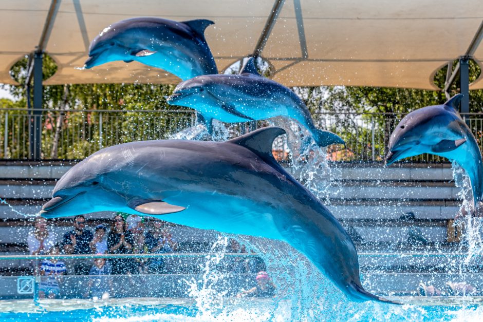 Naujajame delfinariumo pasirodyme – dėmesys ekologijai