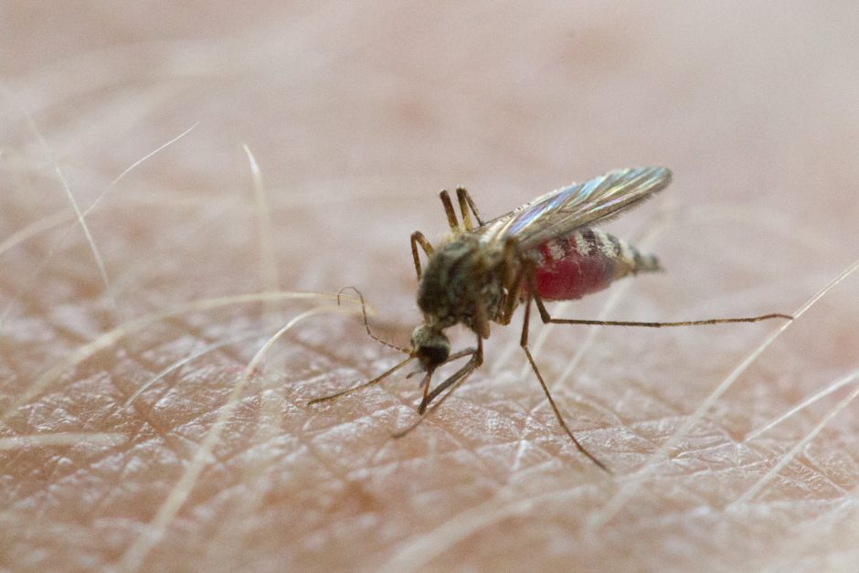 Dėl vis šiltėjančio klimato Lietuvoje uodai gali imti platinti maliariją?
