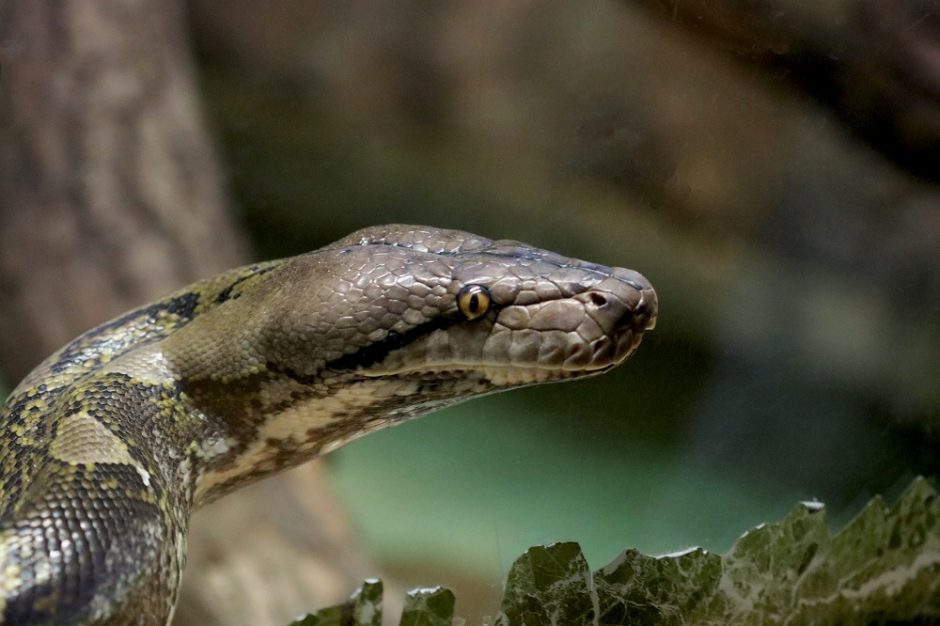 Lietuvos zoologijos sodas kviečia susipažinti su retai matomomis gyvatėmis