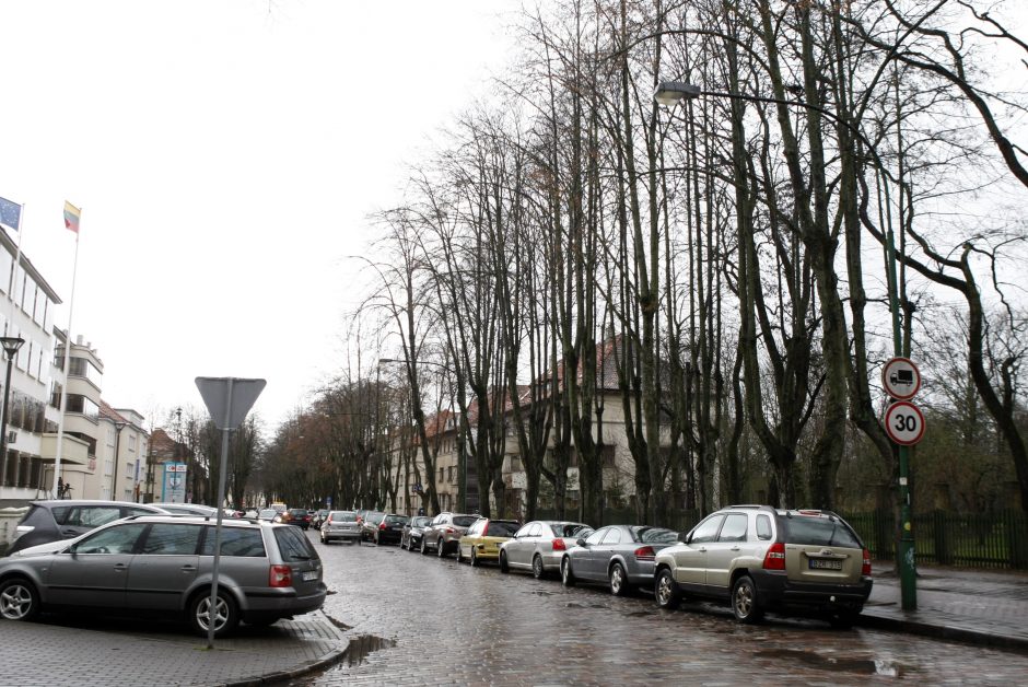 Klaipėdos valdžia skubėti nežada: drastiškų medžių kirtimų kol kas nebus