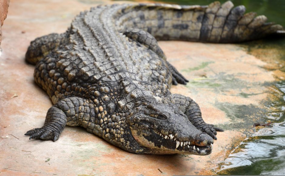 Gedi vieno seniausių krokodilų – daugiau kaip 80-ies sulaukusio Bismarcko