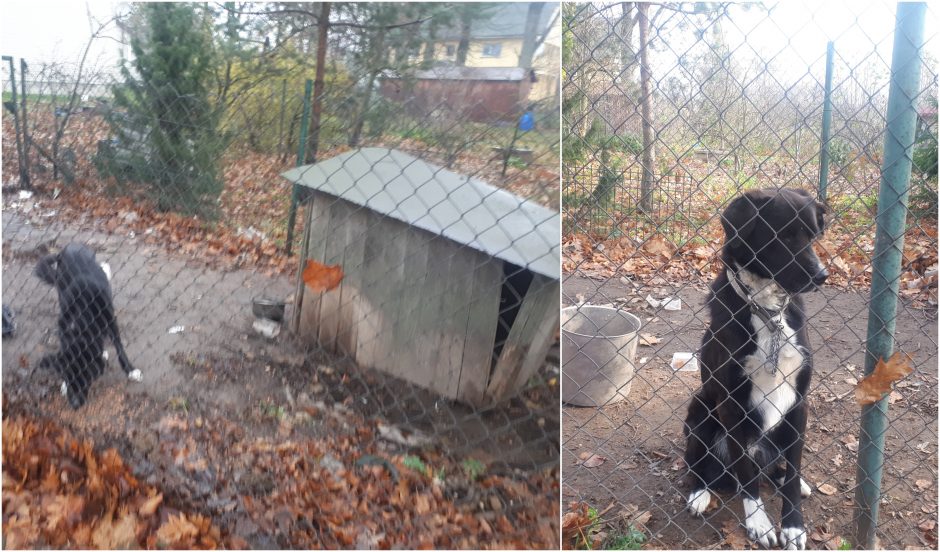Vilniuje prie būdos pririštas šuo buvo marinamas badu