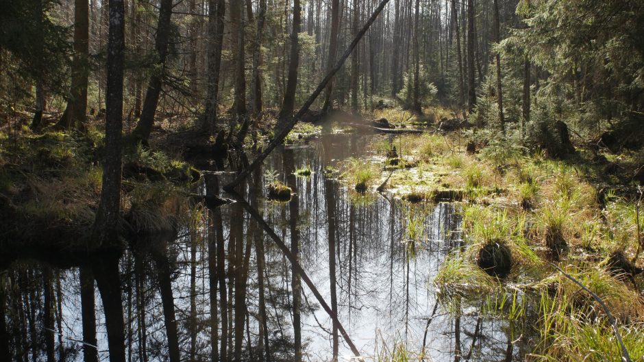 Karantino sąlygomis gyvenantys lietuviai paguodos ieško miške 