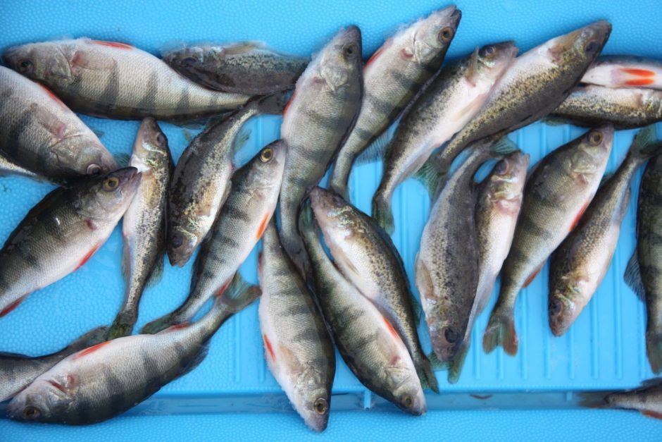 Nyksta žuvys: penki eksperto patarimai, kaip atsakingai jas rinktis