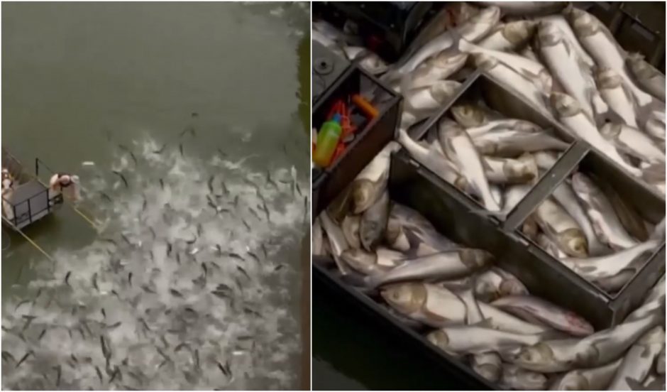 Amą atimantis vaizdo įrašas: gausybė karpių žvejojami elektra