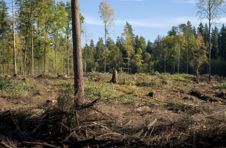 Prokuratūra pradėjo tyrimą dėl medžių kirtimo teisėtumo Verkių regioniniame parke