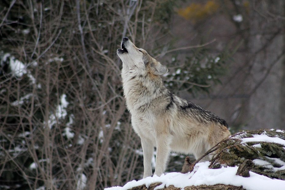 Lietuvoje anksčiau nutrauktas vilkų medžioklės sezonas