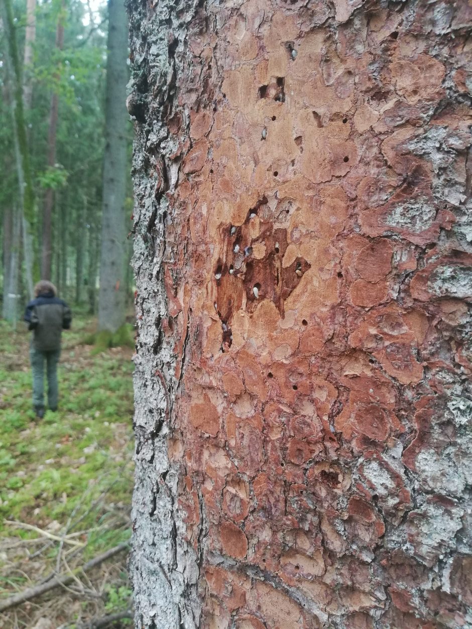 Žvalgo miškus: medžių kenkėjų daugėja ir jie intensyviau puola medynus