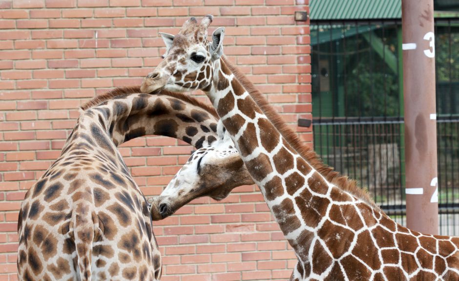 Zoologijos sodas turi džiugių žinių: gal ir jūs norite „prakalbinti“ gyvūnus?