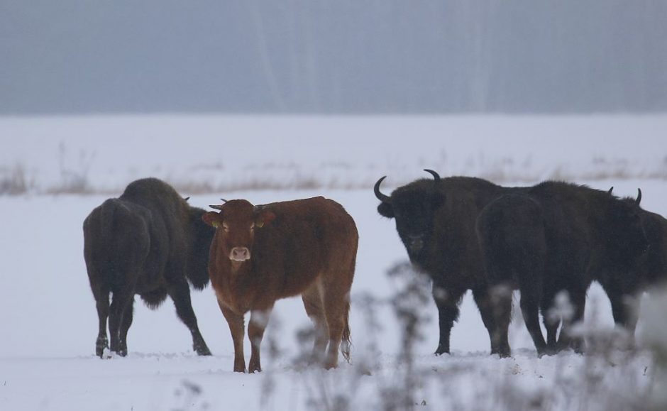 ES inspektoriai lankosi Lenkijoje po sergančių karvių mėsos eksporto skandalo