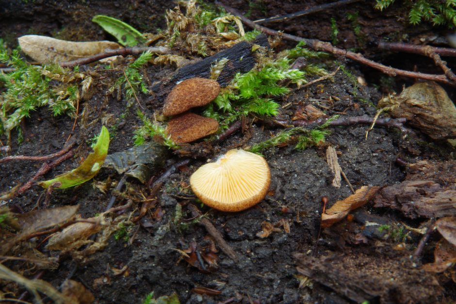Buktos miške aptikta naujų grybų rūšių