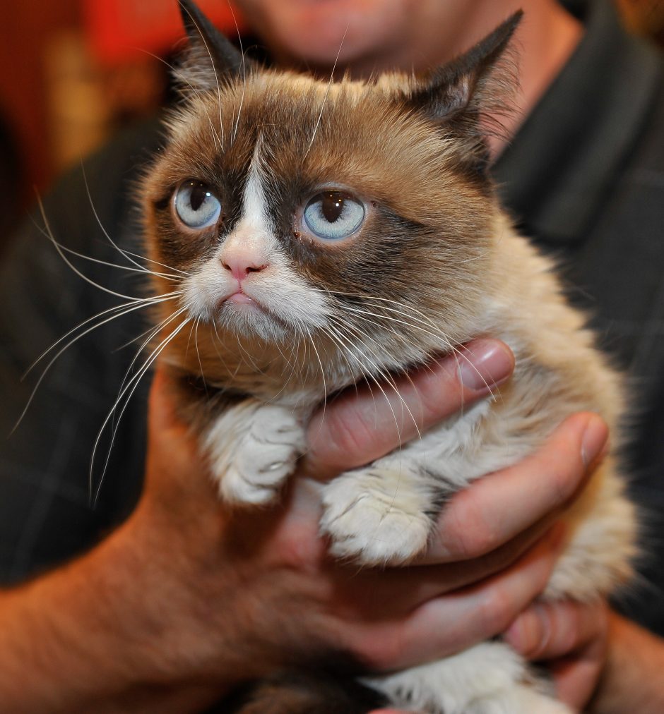 Nugaišo ko gero populiariausia pasaulyje katė „Grumpy Cat“