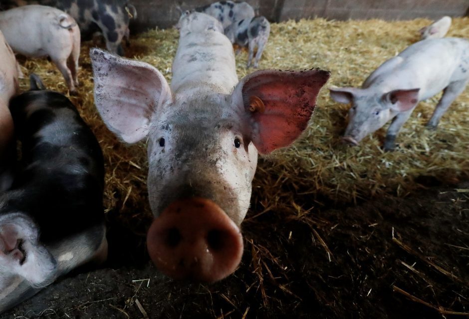 Skambina pavojaus varpais:  įspėja dėl kiaulių maro plitimo Europoje