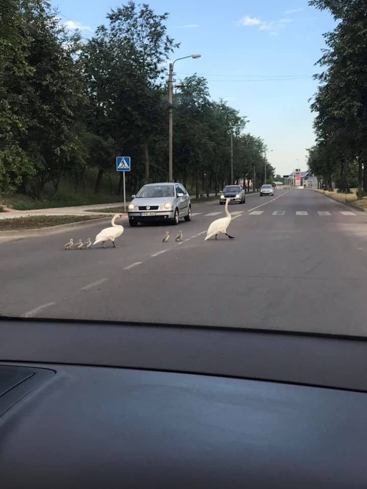 Vairuotojus stebino netradiciniai pėstieji: gulbių šeimyna sustabdė eismą